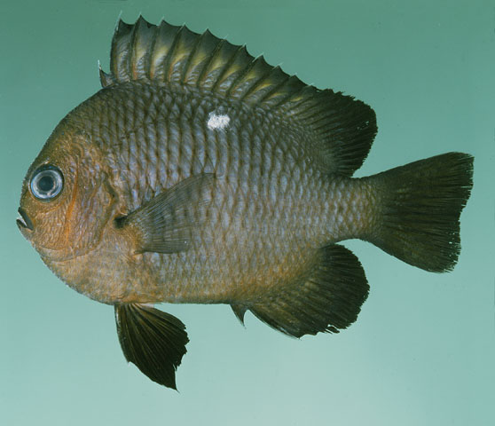 Dascyllus trimaculatus