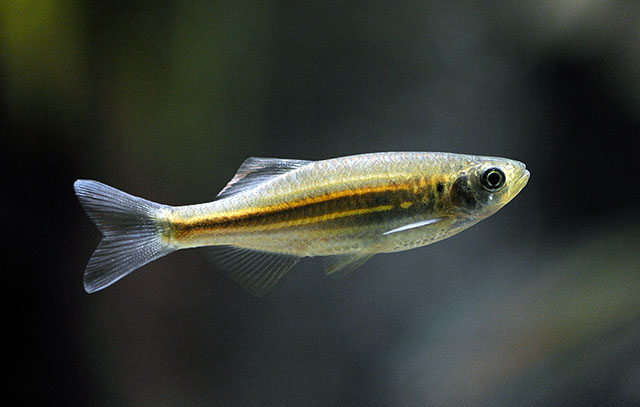 Devario acrostomus