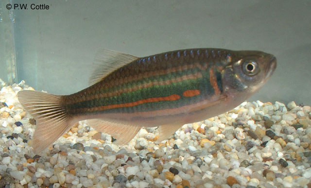 Devario assamensis