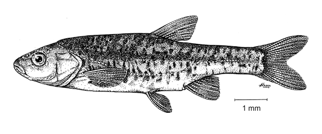 Delminichthys jadovensis