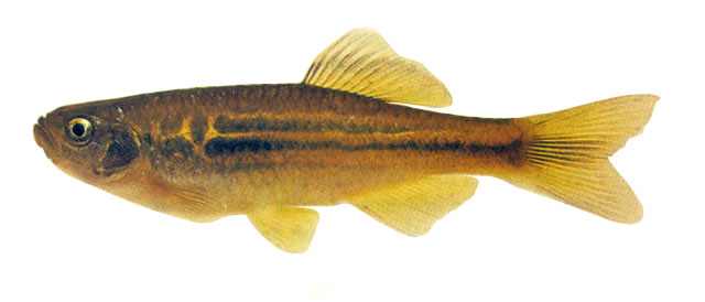 Devario kakhienensis