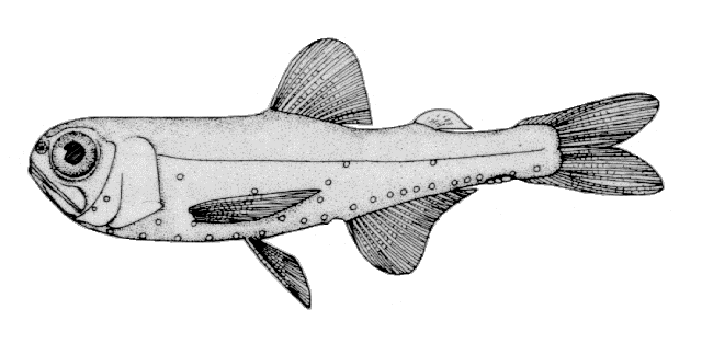 Diogenichthys atlanticus