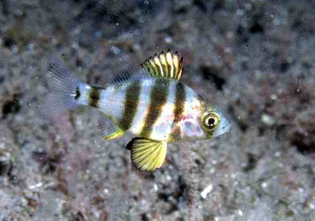 Diplodus cervinus