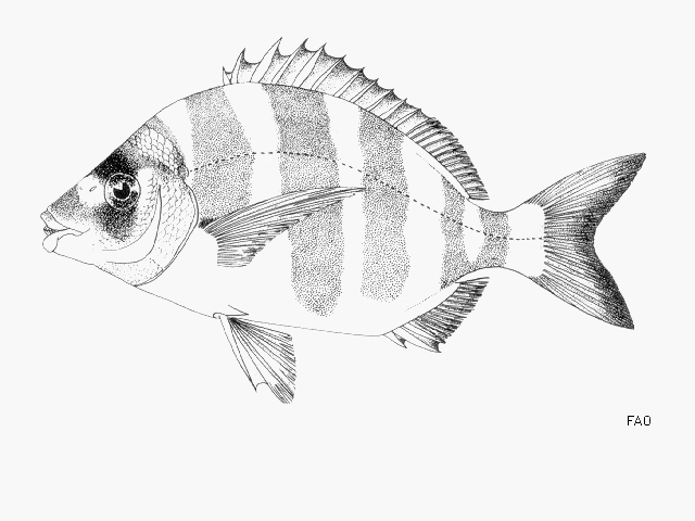 Diplodus cervinus