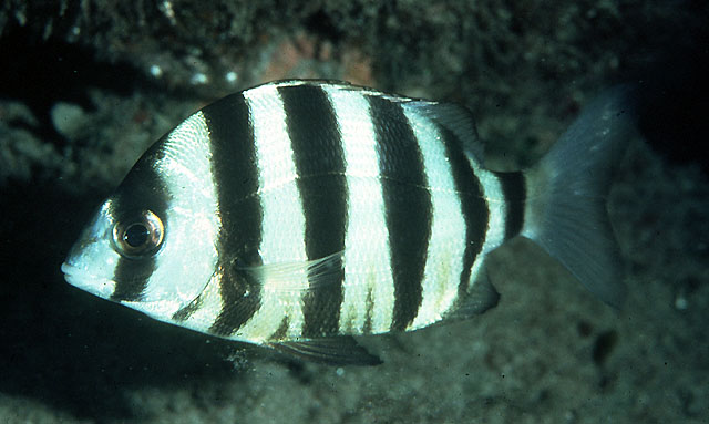 Diplodus cervinus