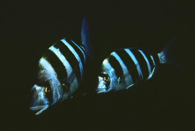 Diplodus cervinus