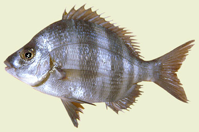 Diplodus cervinus