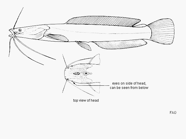 Dinotopterus cunningtoni