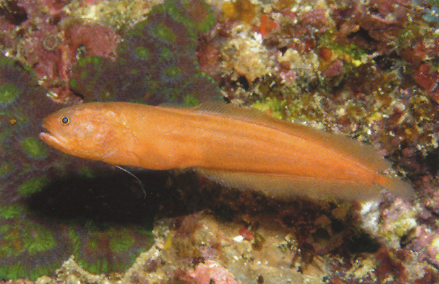 Diancistrus fuscus