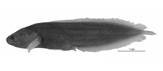 Diancistrus jeffjohnsoni