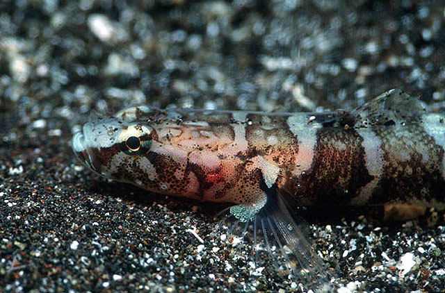 Didogobius kochi