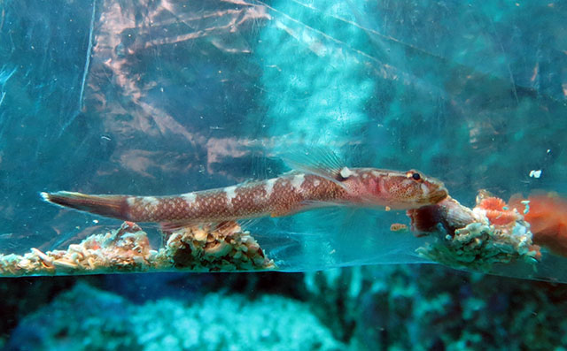 Didogobius kochi