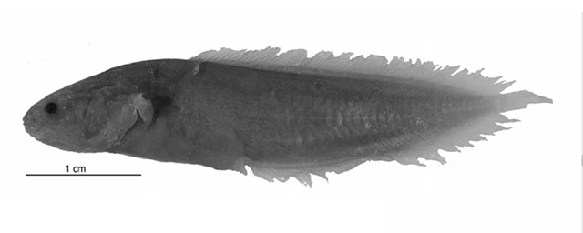 Diancistrus machidai