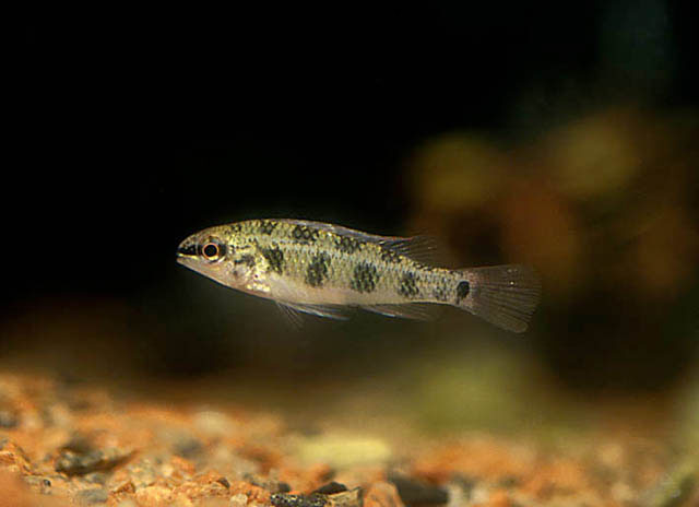 Dicrossus maculatus