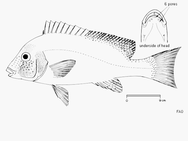 Diagramma pictum