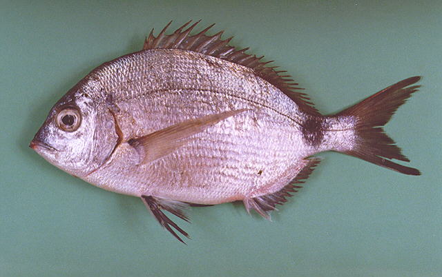 Diplodus kotschyi