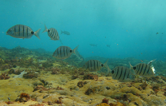 Diplodus lineatus