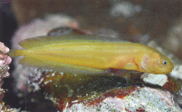 Diancistrus springeri