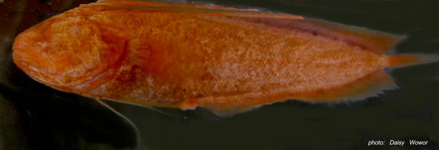 Diancistrus typhlops