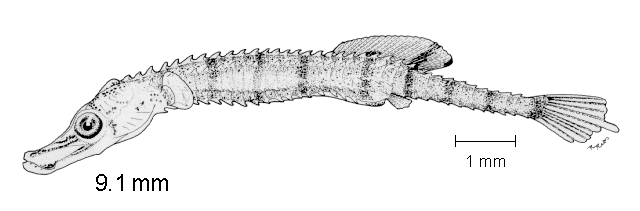 Doryrhamphus excisus