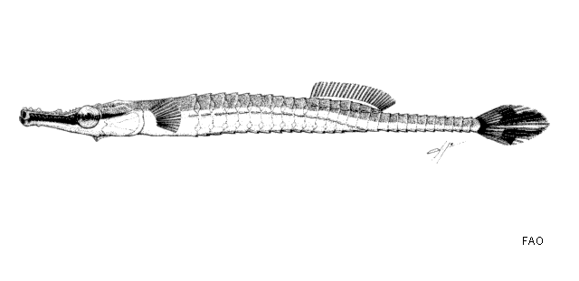 Doryrhamphus excisus