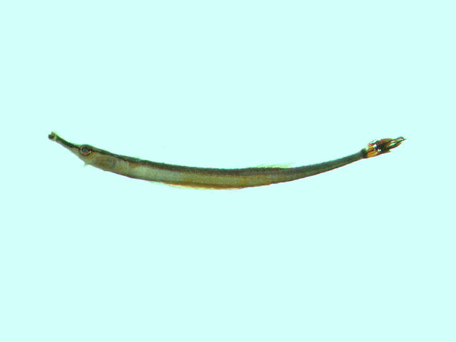 Doryrhamphus excisus