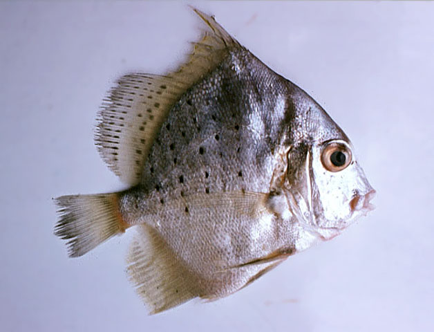 Drepane punctata