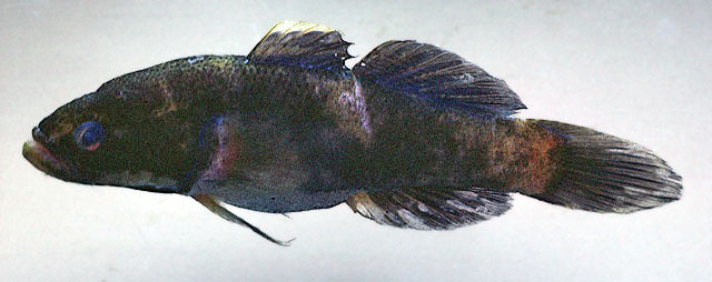 Eleotris acanthopomus