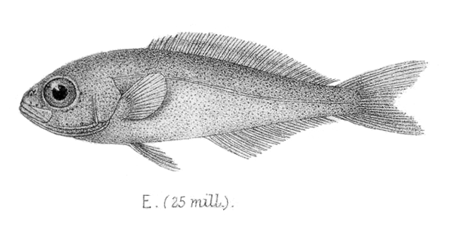 Elagatis bipinnulata