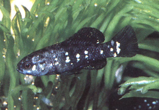 Elassoma evergladei