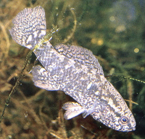 Elassoma zonatum