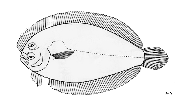 Engyprosopon mogkii