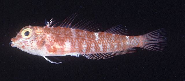 Enneapterygius niger