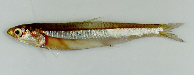 Encrasicholina punctifer