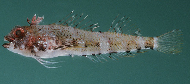 Enneapterygius pusillus