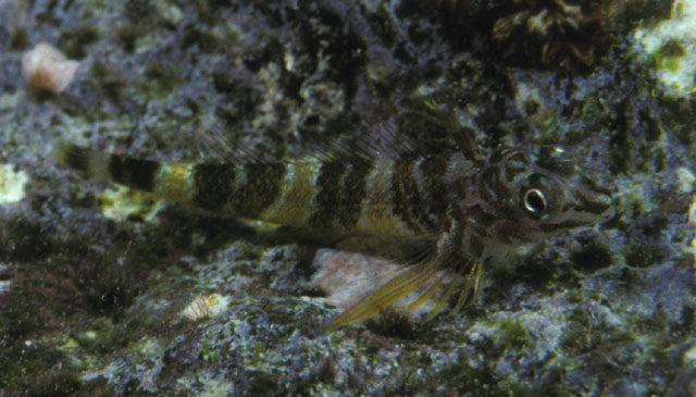 Enneapterygius rhabdotus