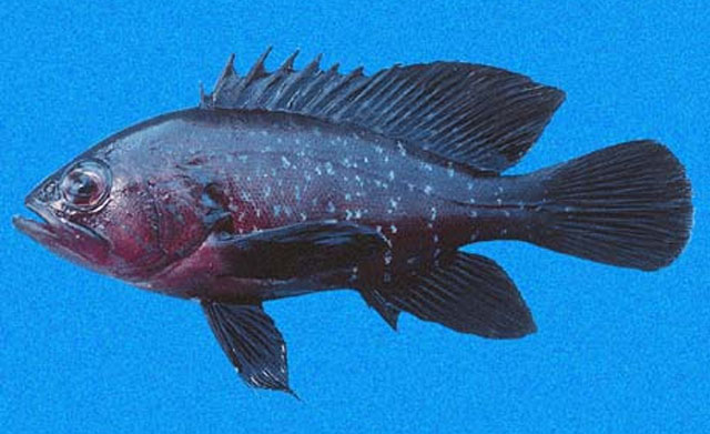 Hyporthodus acanthistius