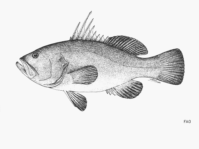 Hyporthodus acanthistius