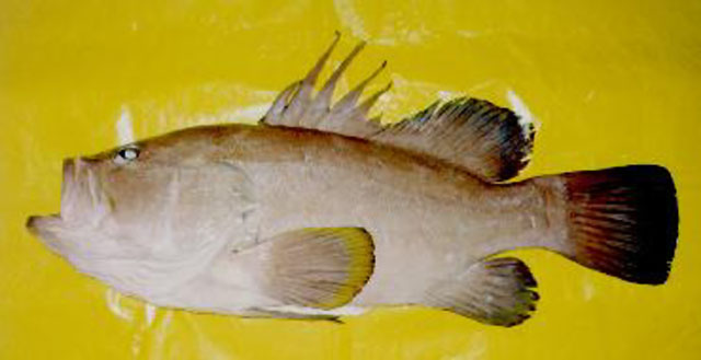 Hyporthodus acanthistius