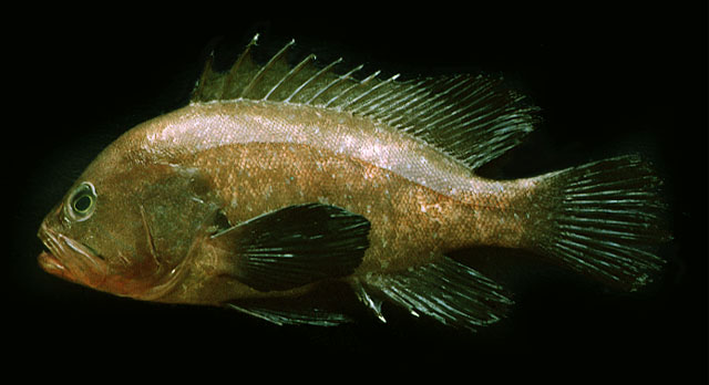 Hyporthodus acanthistius