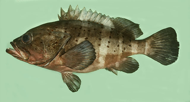 Epinephelus amblycephalus