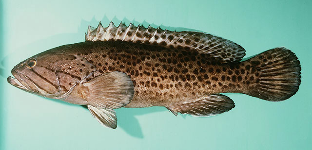 Epinephelus andersoni