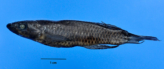 Epiplatys atratus