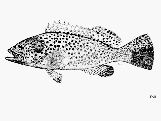 Epinephelus bleekeri