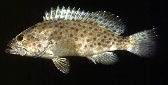 Epinephelus bleekeri