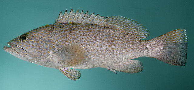 Epinephelus bleekeri