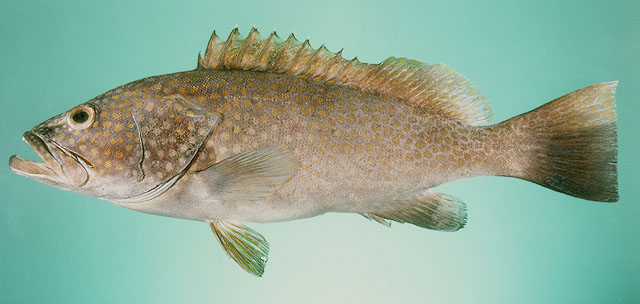 Epinephelus bleekeri