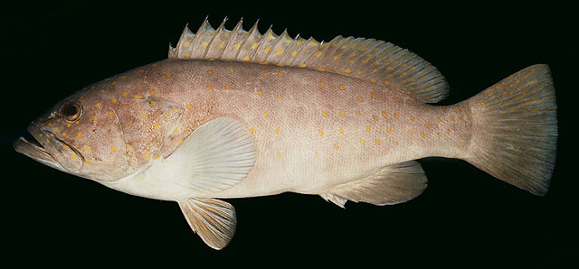 Epinephelus bleekeri