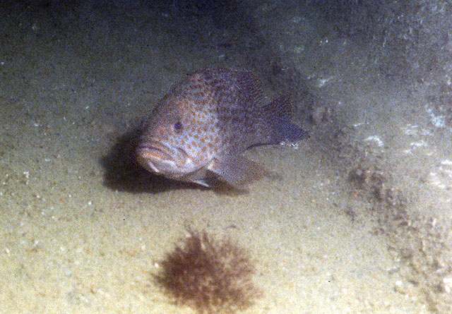 Epinephelus bleekeri