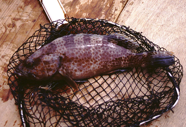 Epinephelus bleekeri